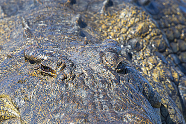 Nile crocodile (Crocodylus niloticus), Chobe River, Botswana, Africa