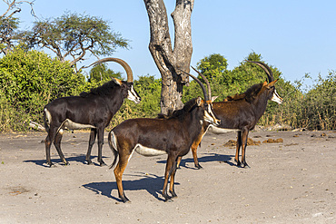 Sable (Hippotragus niger), Chobe National Park, Botswana, Africa