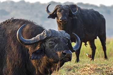 Cape buffalo (Syncerus caffer), Chobe river, Botswana, Africa