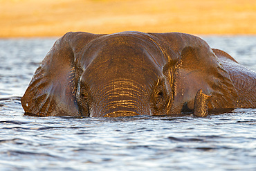 African elephant (Loxodonta africana) in water, Chobe River, Botswana, Africa