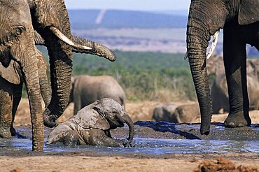 African elephant, Loxodonta africana, bathing in water, Greater Addo National Park, South Africa, Africa