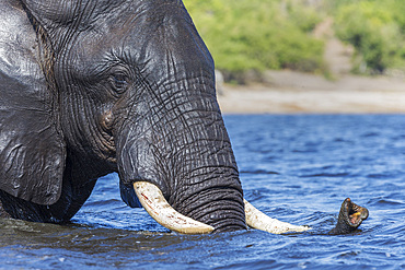 African elephant (Loxodonta africana) crossing river, Chobe River, Botswana, Africa