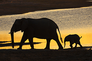 African elephant (Loxodonta africana) at sunset, Chobe River, Botswana, Africa