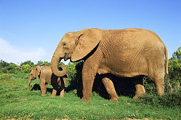 African elephant, Loxodonta africana, with calf, Addo National Park, South Africa, Africa