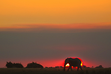 African elephant (Loxodonta africana) at sunset, Chobe River, Botswana, Africa