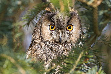 Long-eared owl (Asio otus), captive, United Kingdom, Europe