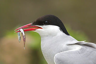 Arctic tern (Sterna paradisaea) with sandeel, Inner Farne, Northumberland, England, United Kingdom, Europe