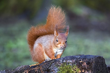 Red squirrel (Sciurus vulgaris), Eskrigg Nature Reserve, Lockerbie, Scotland, United Kingdom, Europe