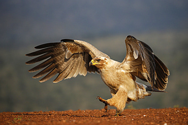 Tawny eagle (Aquila rapax), Zimanga Private Game Reserve, KwaZulu-Natal, South Africa, Africa