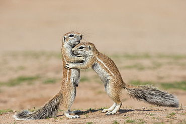 Young ground squirrels (Xerus inauris), Kgalagadi Transfrontier Park, Northern Cape, South Africa, Africa