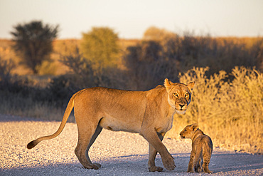 Lion (Panthera leo) with cub, Kgalagadi Transfrontier Park, Northern Cape, South Africa, Africa