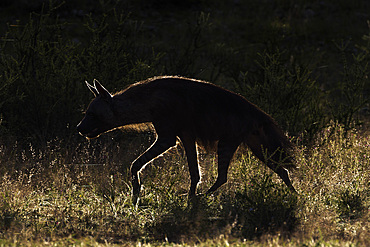 Brown hyaena (Hyaena brunnea), Kgalagadi Transfrontier Park, Northern Cape, South Africa, Africa