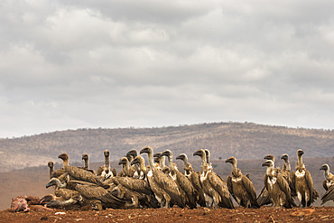 Whitebacked vultures (Gyps africanus) feeding, Zimanga Private Game Reserve, KwaZulu-Natal, South Africa, Africa