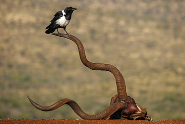 Pied crow (Corvus albus), Zimanga Private Game Reserve, KwaZulu-Natal, South Africa, Africa