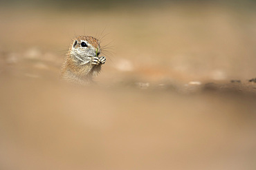 Ground squirrel (Xerus inauris), Kgalagadi Transfrontier Park, Northern Cape, South Africa, Africa