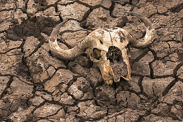 Cape buffalo (Syncerus caffer) skull, Zimanga Private Game Reserve, KwaZulu-Natal, South Africa, Africa