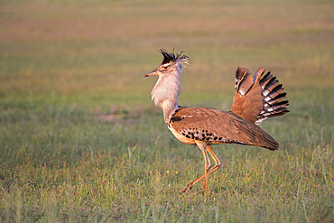 Kori bustard (Ardeotis kori) male courtship display, Kgalagadi Transfrontier Park, Northern Cape, South Africa, Africa