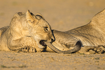 Young lions (Panthera leo) playing, Kgalagadi Transfrontier Park, Northern Cape, South Africa, Africa