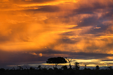 Sunset over Kruger National Park, South Africa, Africa