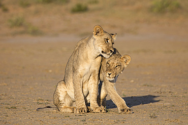 Young lions (Panthera leo), Kgalagadi Transfrontier Park, Northern Cape, South Africa, Africa