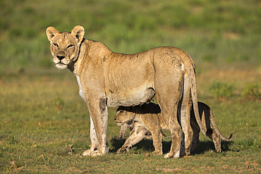 Lioness (Panthera leo) with cub, Kgalagadi Transfrontier Park, Northern Cape, South Africa, Africa