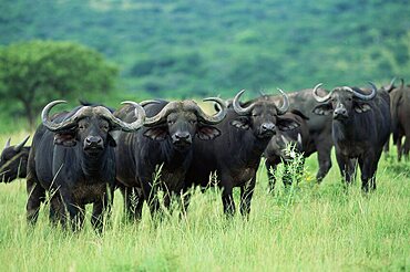 Cape buffalo, Syncerus caffer, Hluhluwe Game Reserve, Kwazulu-Natal, South Africa, Africa