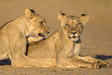 Young lions (Panthera leo), Kgalagadi Transfrontier Park, Northern Cape, South Africa, Africa