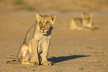 Young lions (Panthera leo), Kgalagadi Transfrontier Park, Northern Cape, South Africa, Africa