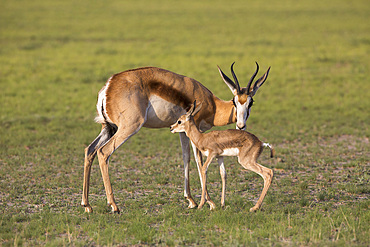 Springbok (Antidorcas marsupialis) with newborn calf suckling, Kgalagadi Transfrontier Park, Northern Cape, South Africa, Africa