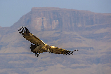 Cape vulture (Gyps coprotheres), Giant's Castle Game Reserve, KwaZulu-Natal, South Africa, Africa