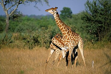 Giraffe, Giraffa camelopardalis, two males necking (sparring), Kruger National Park, South Africa, Africa