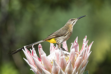 Cape sugarbird (Promerops cafer) on King Protea, Kirstenbosch Botanical Gardens, Cape Town, South Africa, Africa