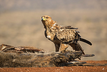 Tawny eagle (Aquila rapax) scavenging, Zimanga Private Game Reserve, KwaZulu-Natal, South Africa, Africa