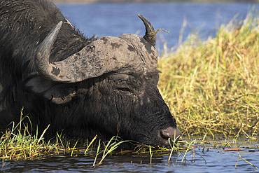 Cape buffalo (Syncerus caffer), Chobe River, Botswana, Africa