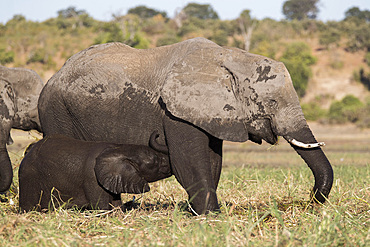 Elephant (Loxodonta africana) suckling, Chobe National Park, Botswana, Africa