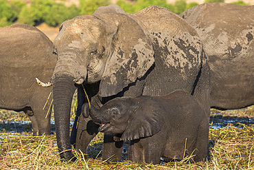 Elephant (Loxodonta africana) and calf, Chobe National Park, Botswana, Africa