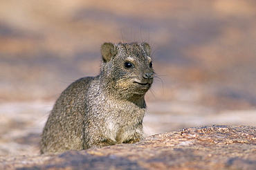 Rock hyrax (dassie) (Procavia johnstonia), Augrables National Park, South Africa, Africa