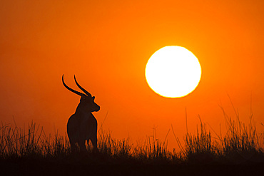 Red lechwe (Kobus lechwe) male at sunset, Chobe National Park, Botswana, Africa