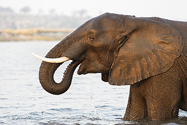 African elephant (Loxodonta africana) in river, Chobe River, Botswana, Africa