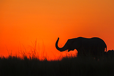 Elephant (Loxodonta africana) at sunset, Chobe National Park, Botswana, Africa