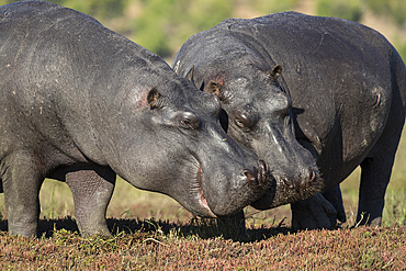 Hippos (Hippopotamus amphibius), Chobe National Park, Botswana, Africa