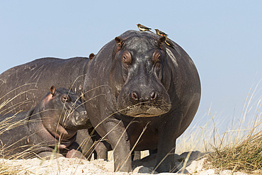 Hippos (Hippopotamus amphibius) with redbilled oxpeckers (Buphagus erythrorhynchus), Chobe National Park, Botswana, Africa