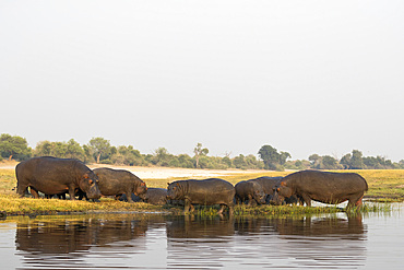 Hippos (Hippopotamus amphibius), Chobe River, Botswana, Africa