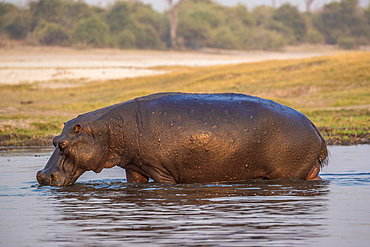 Hippo (Hippopotamus amphibius), Chobe River, Botswana, Africa