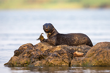 Spotted necked otter (Hydrictis maculicollis) eating leopard squeaker fish, Chobe River, Botswana, Africa