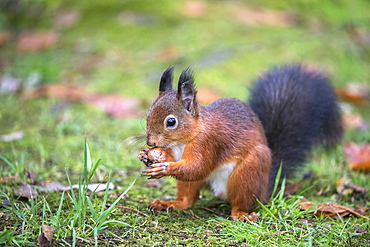 Red squirrel (Sciurus vulgaris), Eskrigg Nature Reserve, Lockerbie, Scotland, United Kingdom, Europe