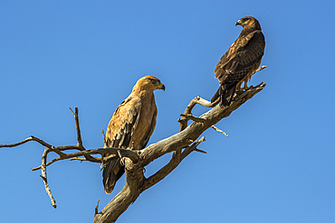 Tawny eagles (Aquila rapax), Kgalagadi Transfrontier Park, South Africa, Africa