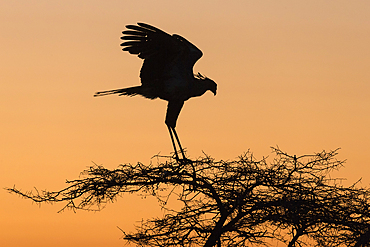 Secretarybird (Sagittarius serpentarius) at roost, Zimanga Private Game Reserve, KwaZulu-Natal, South Africa, Africa