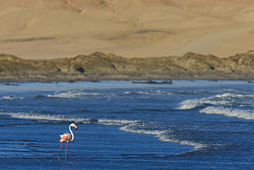 Greater flamingo (Phoenicopterus roseus), Grosse Bucht, Luderitz peninsula, Namibia, Africa