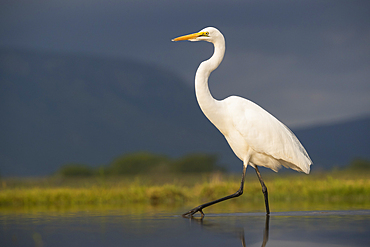 Great egret (Ardea alba), Zimanga Private Game Reserve, KwaZulu-Natal, South Africa, Africa